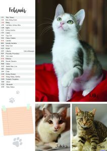 2683-vn2_full