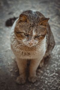 animals-3231092_960_720