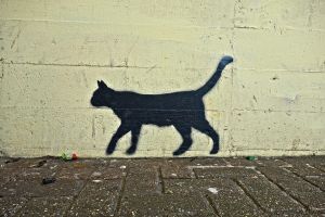 cat-3049098_960_720